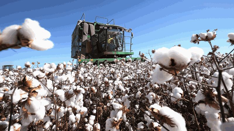 Egypt's Famous Cotton Crop Dwindles