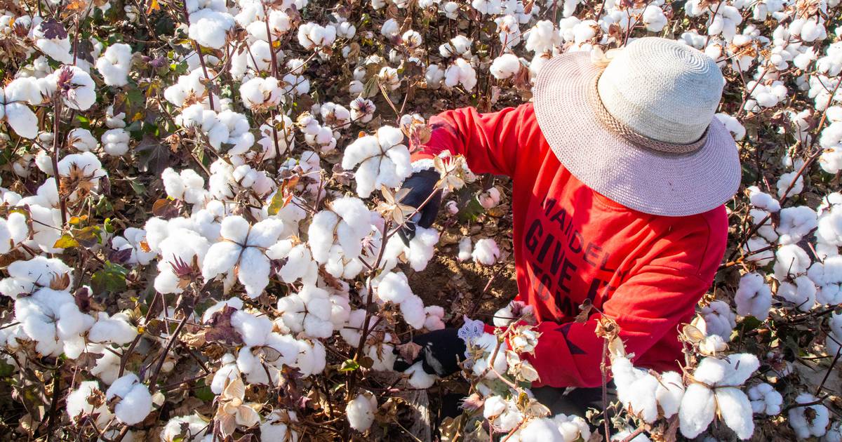 After Covid, PCR Tests Are Coming For Cotton