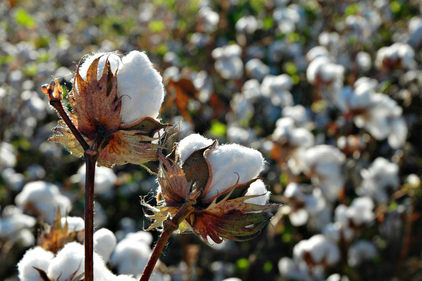 India's cotton textile and apparel exports rose throughout 2021.