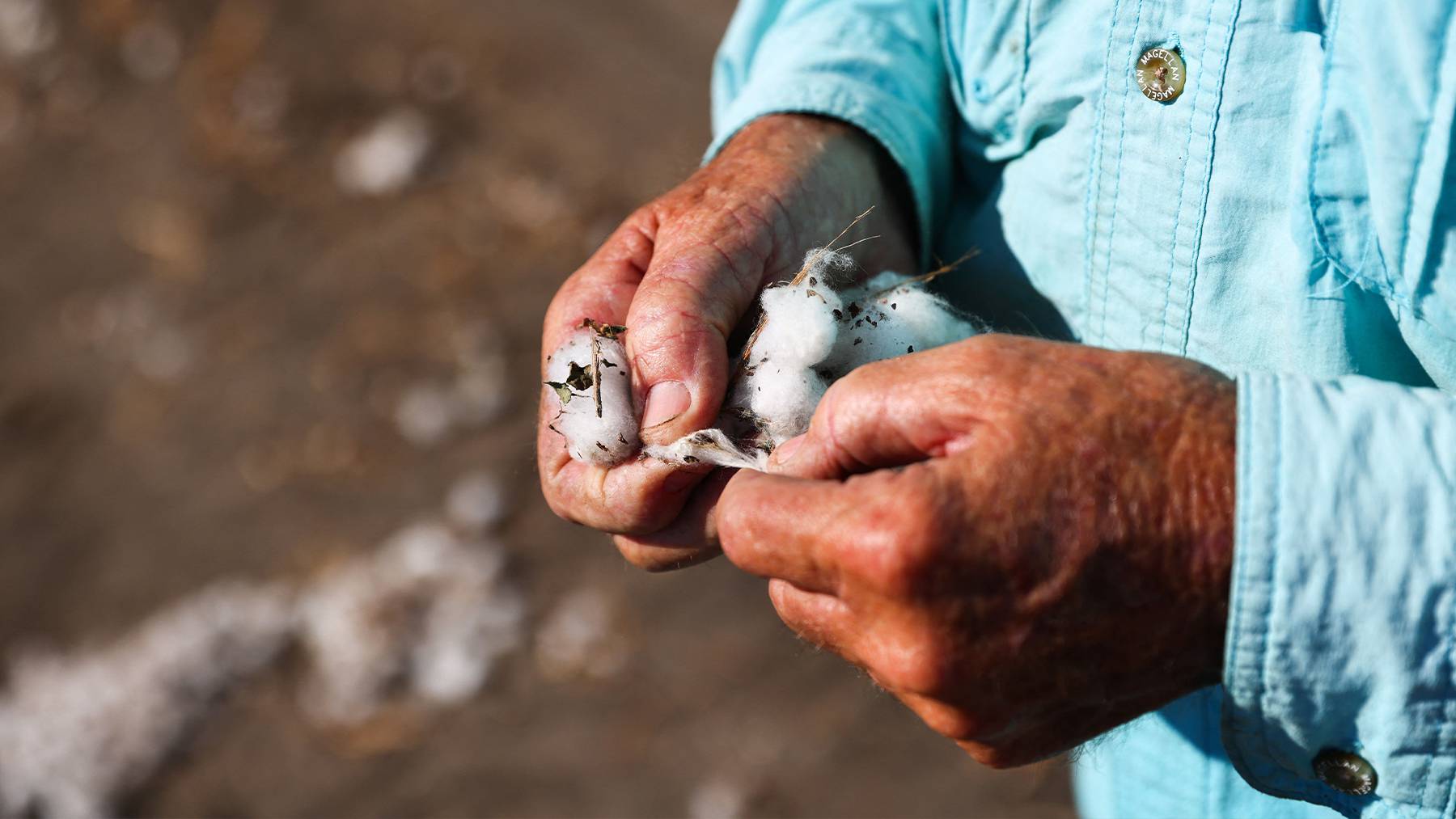 A farmer holding cotton in his hands.