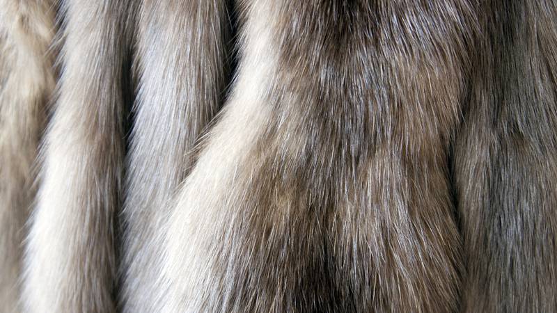 New York Mayor Backs Fur Ban, Displeasing Political Ally in Iowa