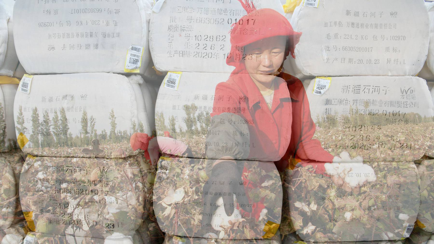 A farmer picks cotton on a farm on the outskirts of Hami, Xinjiang Region. Overlayed with a view of lint cotton from Shihezi in Xinjiang at a railway freight station in Jiujiang in central China.