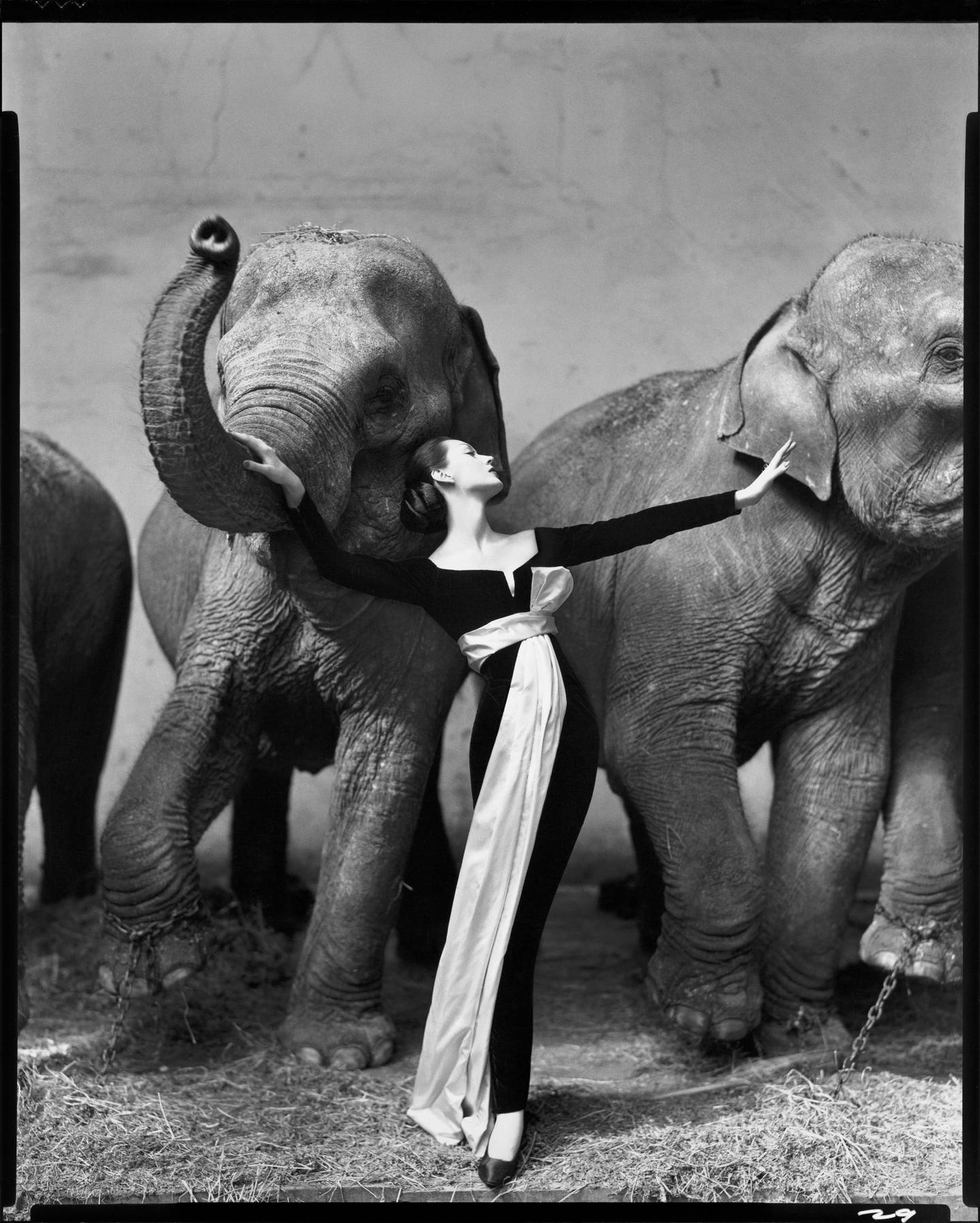 Dovima with elephants, evening dresses by Dior, Cirque d’Hiver, Paris, August, 1955.