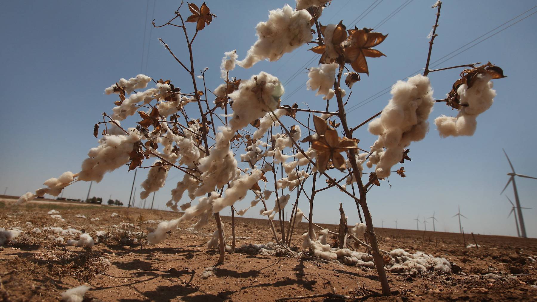 A cotton plant missed during harvest in a barren field stricken by drought.