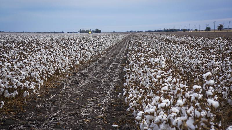 Social Goods | Cotton Farming, Male Modelling Exposed, PETA Confronts Hermès