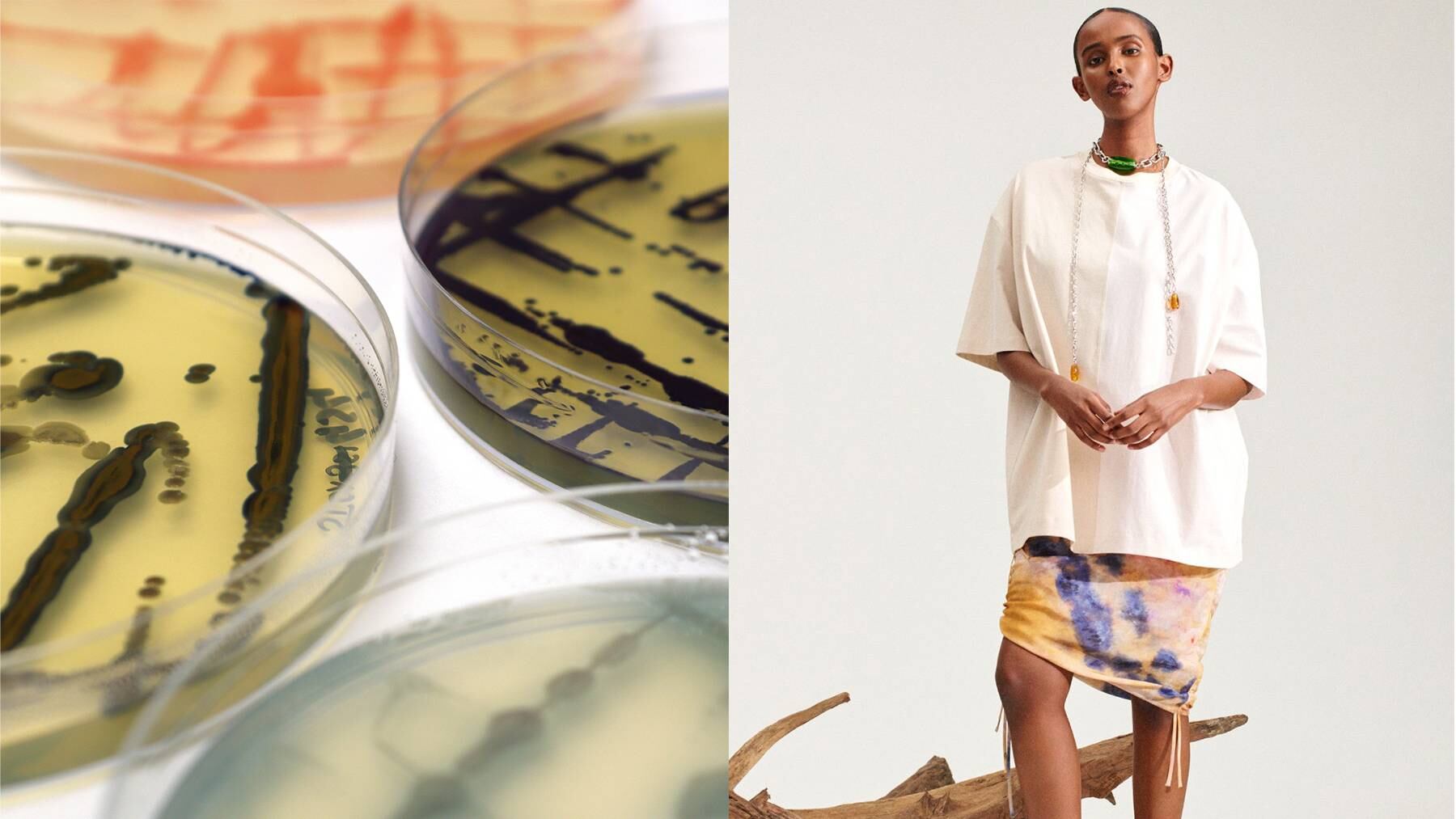 [Left-Right] Petri dishes from biotech start-up Colorifix; an H&M campaign featuring a T-shirt dyed with Colorifix technology.