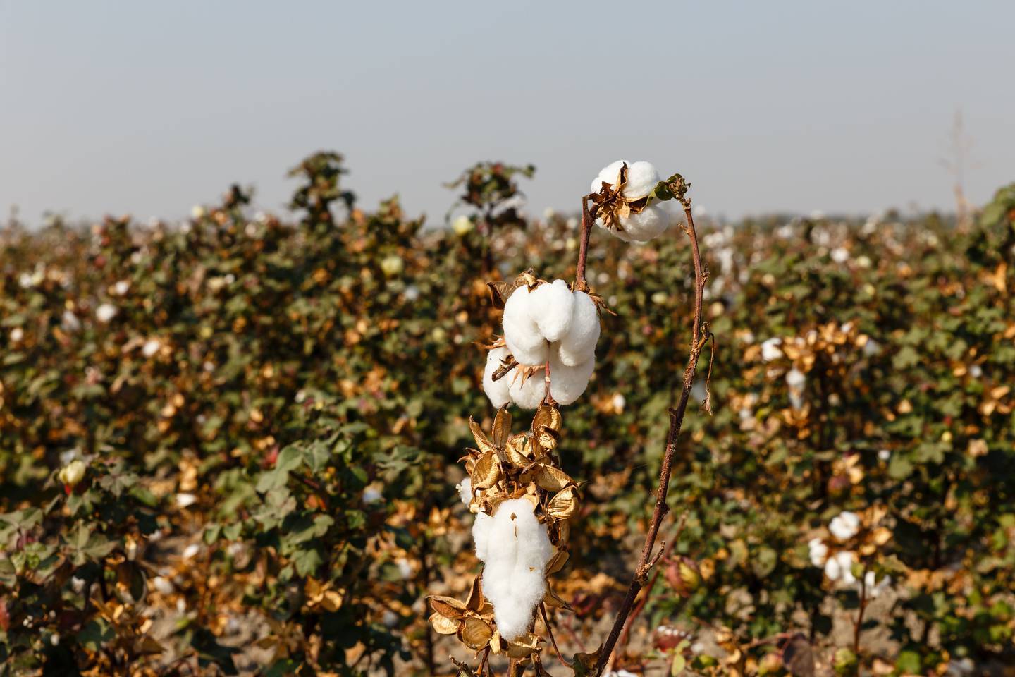 Cotton fields in Uzbekistan. Shutterstock.