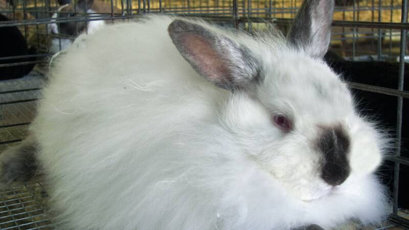 How PETA Won the Angora Debate and What It Means for Fashion