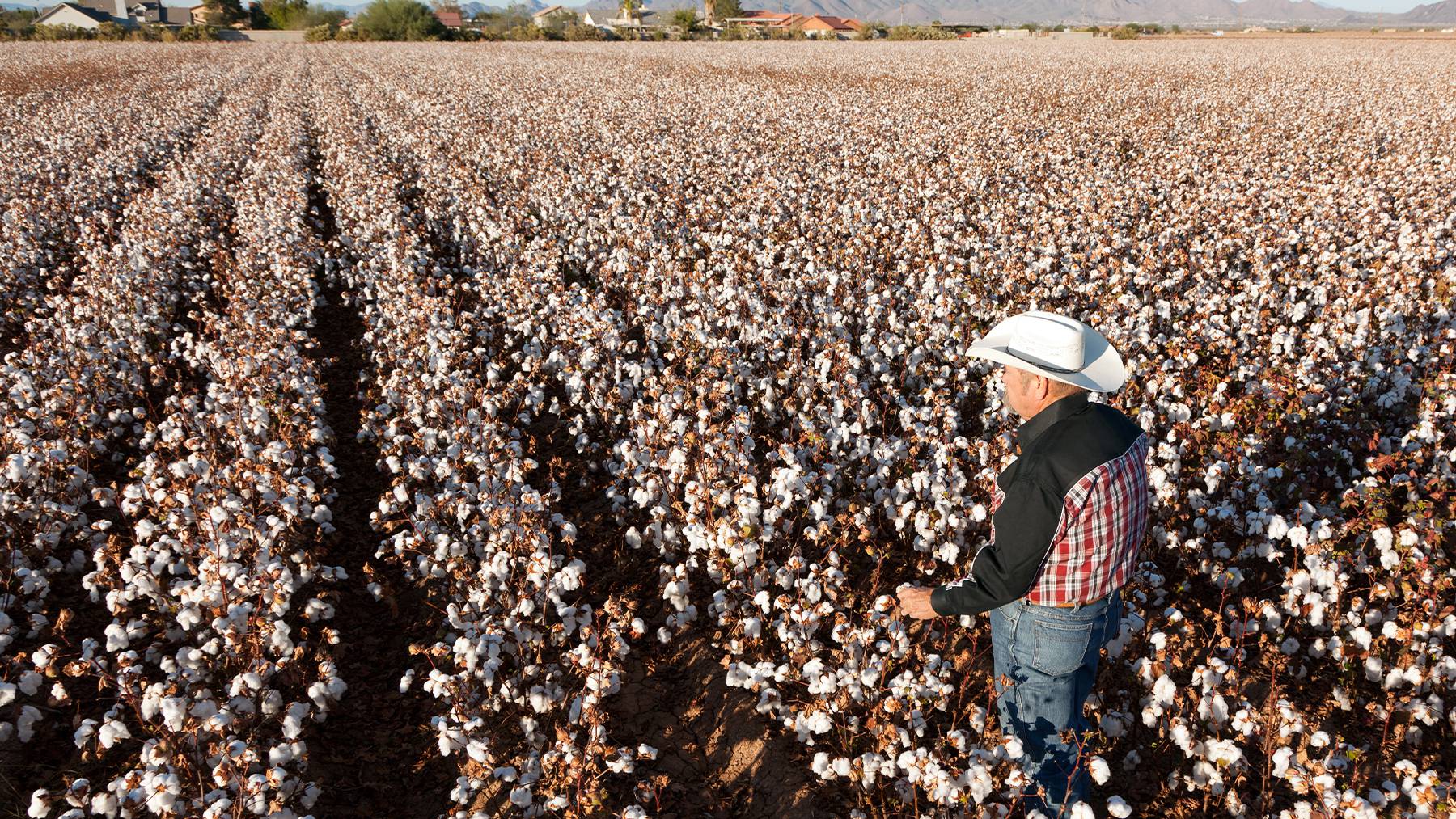 Cotton farmer overlooking their field.