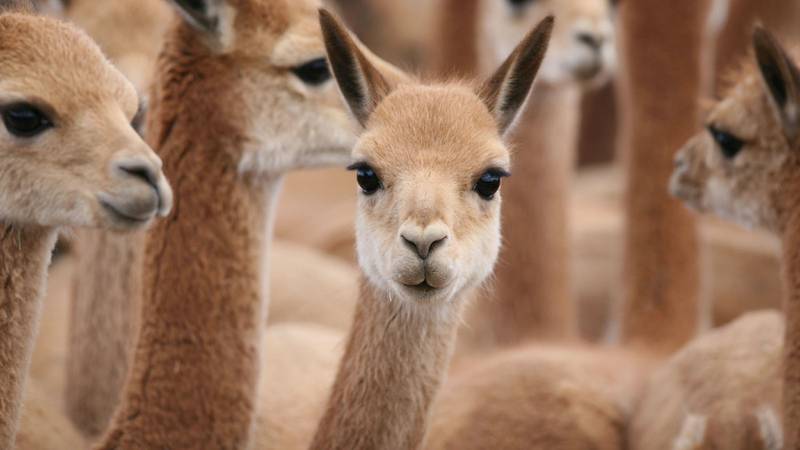 Inside the Business of Vicuña, the Wool Worth More Than Gold