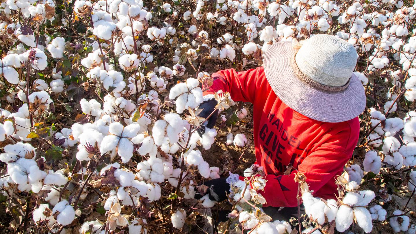 A farmer in a red shirt and wide-brimmed hat picks cotton.