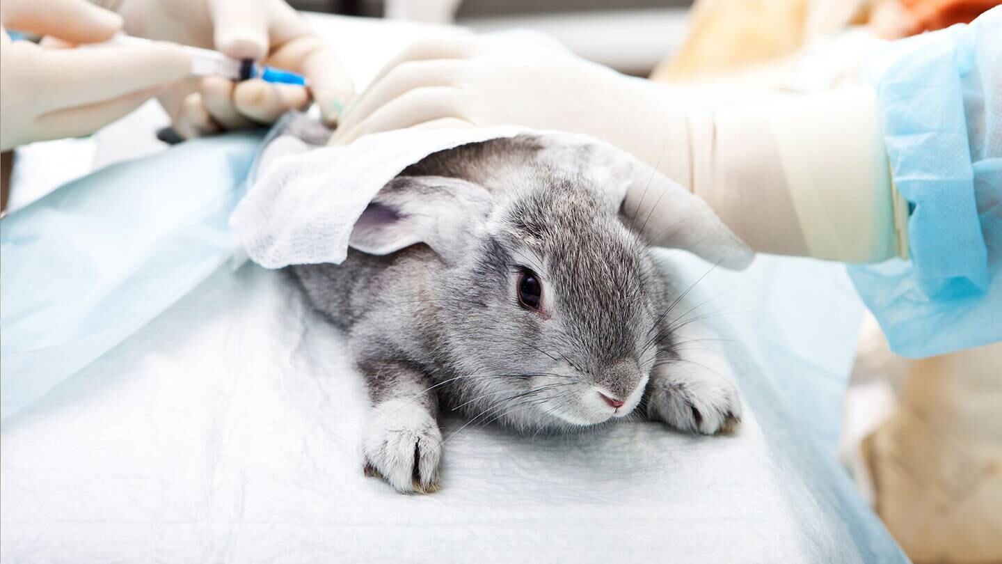 Mexico is the first country in North America to ban animal testing for cosmetics. Shutterstock.