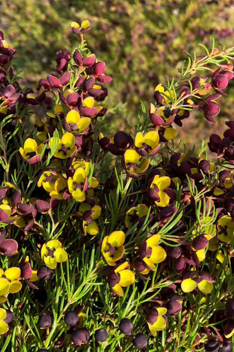 Essential Oils of Tasmania use Boronia megastigma flowers as one of its native botanical ingredients. Essential Oils of Tasmania.