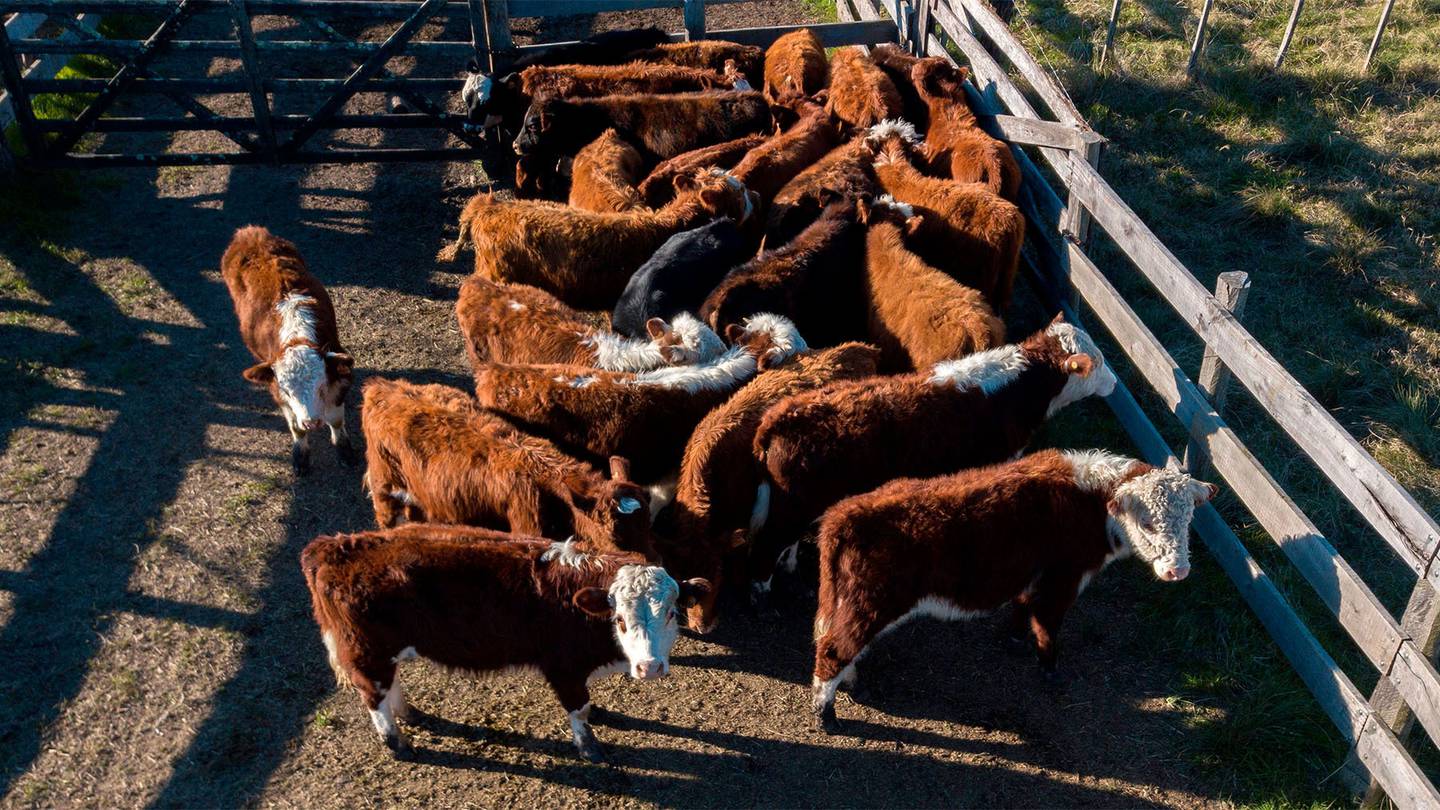 Cattle are seen in a corral before being transferred to a slaughterhouse.