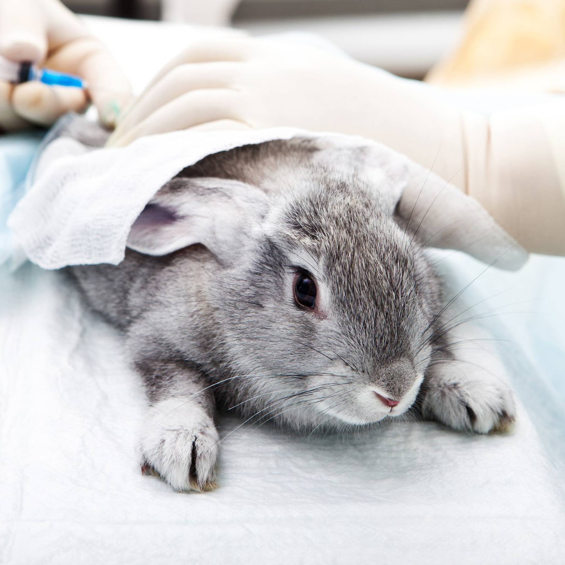 Is the Global Cosmetics Market Moving Towards a Cruelty-Free Future? | BoF