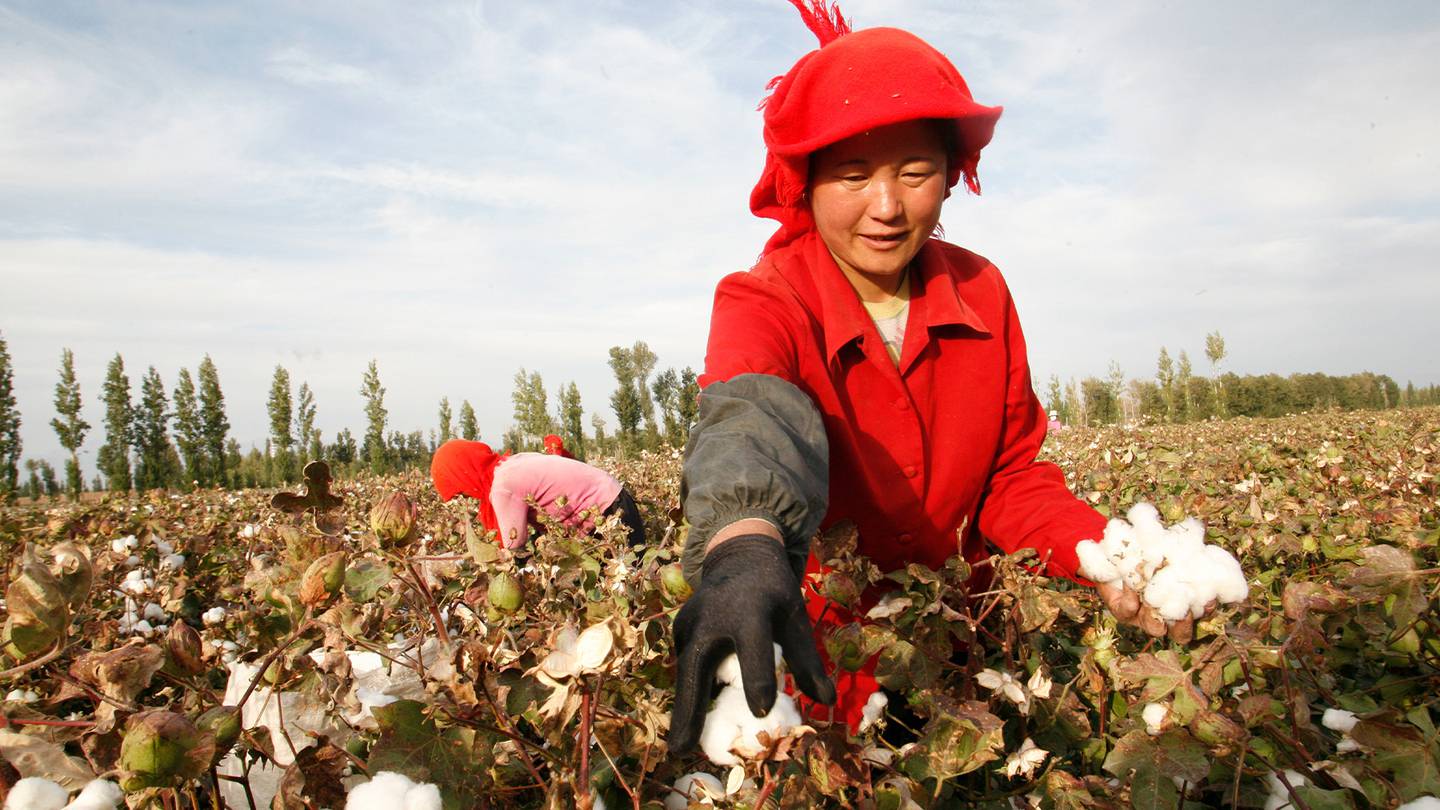 A farmer picks cotton on a farm on the outskirts of Hami, Xinjiang Region. Getty Images.
