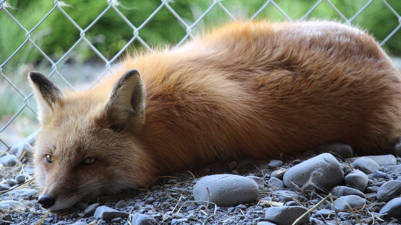 Norway to Ban Fur Farms as Fox and Mink Go Out of Fashion