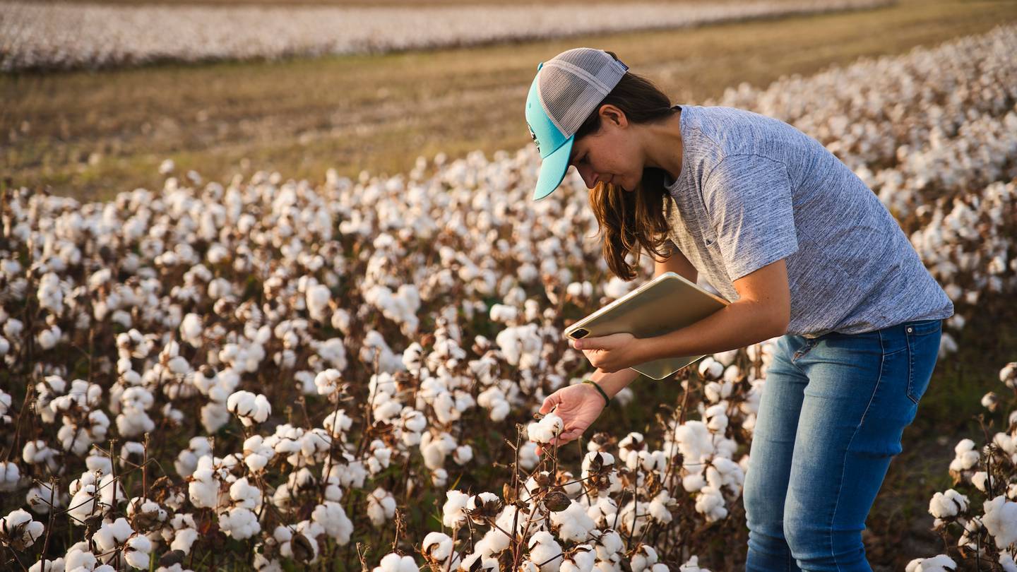 A woman examines cotton in a cotton field.