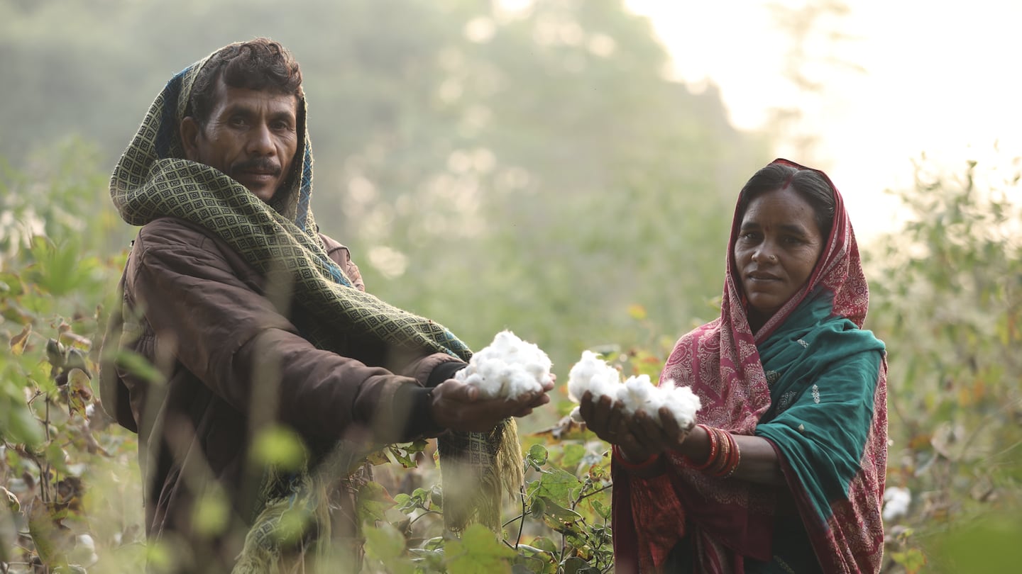 Two farmers in Odissa, India stand in a field hold cotton balls picked from the surrounding plants.