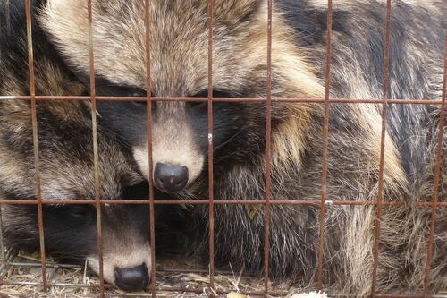 Op-Ed | Real Fur Is Out of Fashion