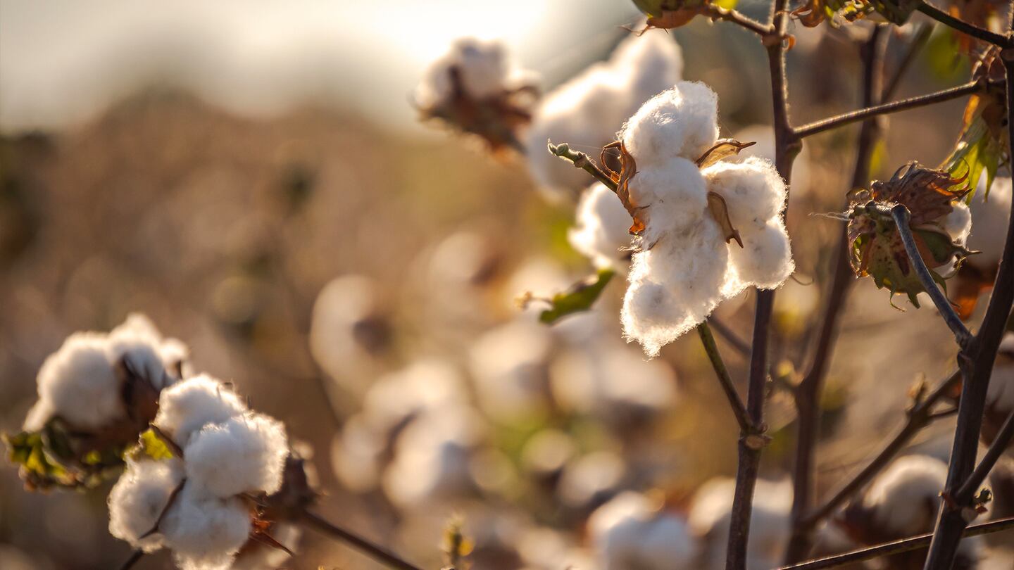 Cotton field in Rio Hondo, United States. Getty Images.