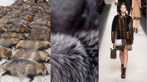 Inside the Growing Global Fur Industry