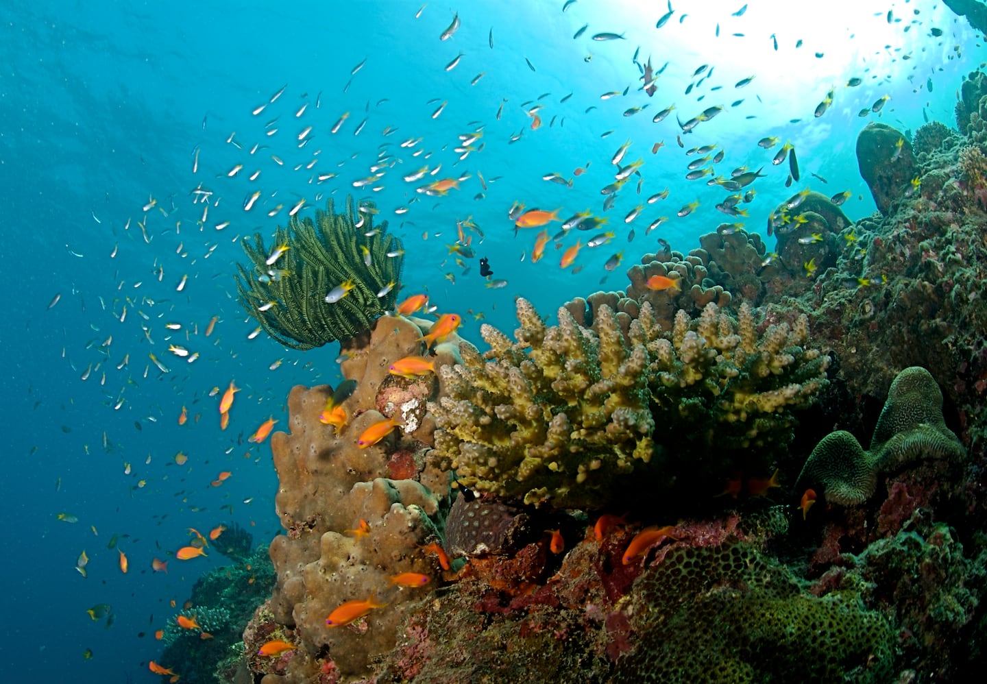 An Andaman Islands coral reef. Wikimedia Commons