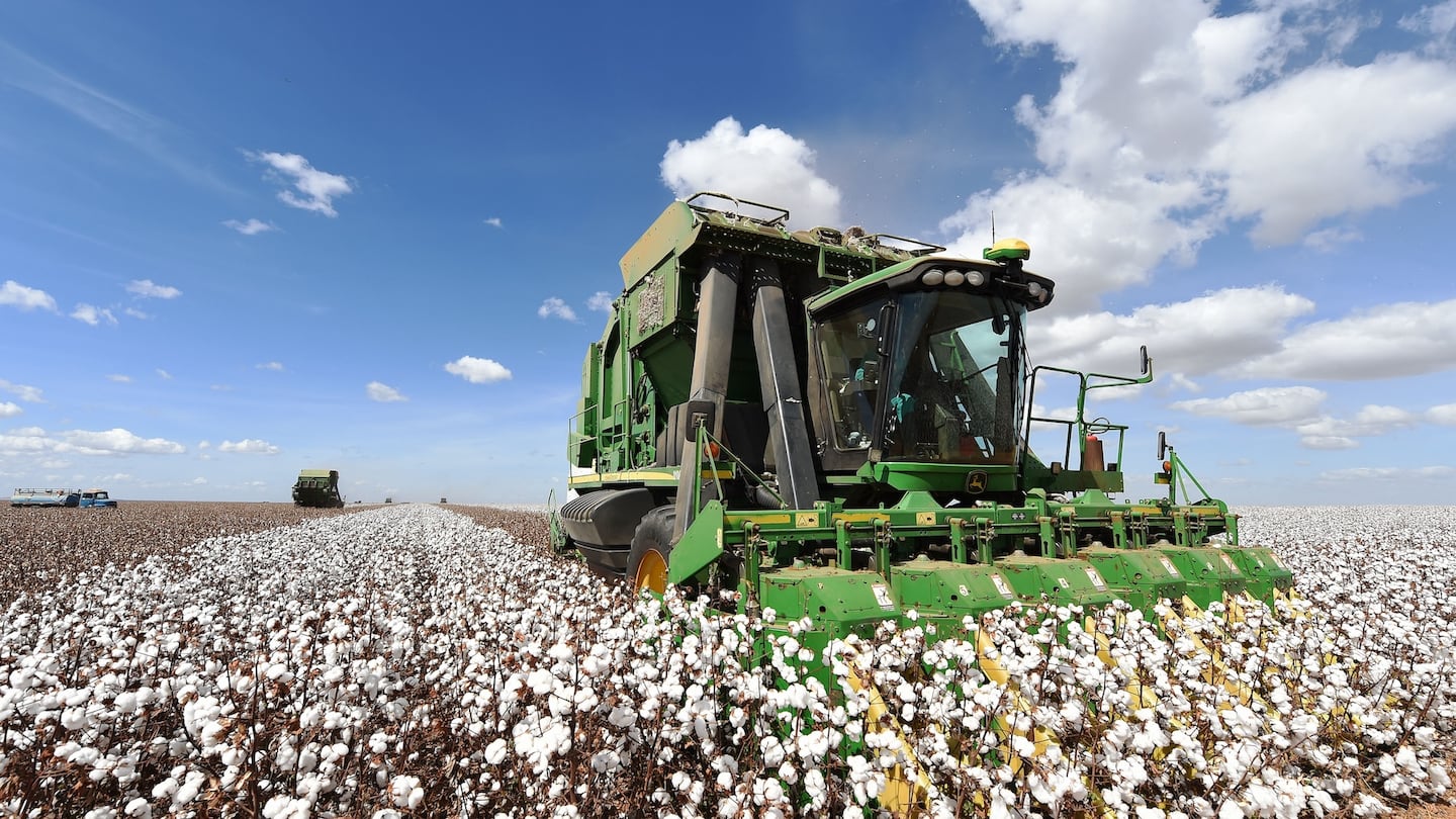 A combine harvests cotton in a field in Central-West Brazil.