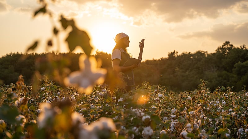 Cotton field