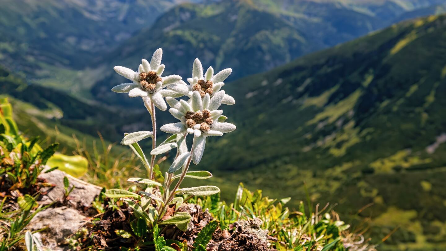 Edelweiss had a skin care moment with mall girls last year thanks to its Body Shop range, which claimed to rival retinol in its smoothing effects.