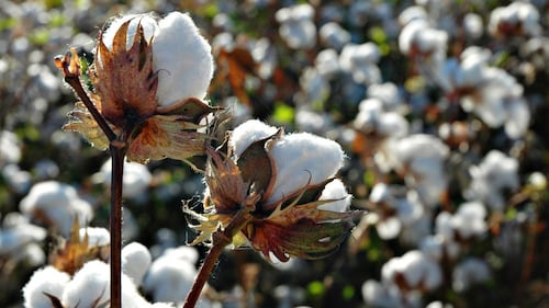 Most Big Users Failing on Cotton Sustainability
