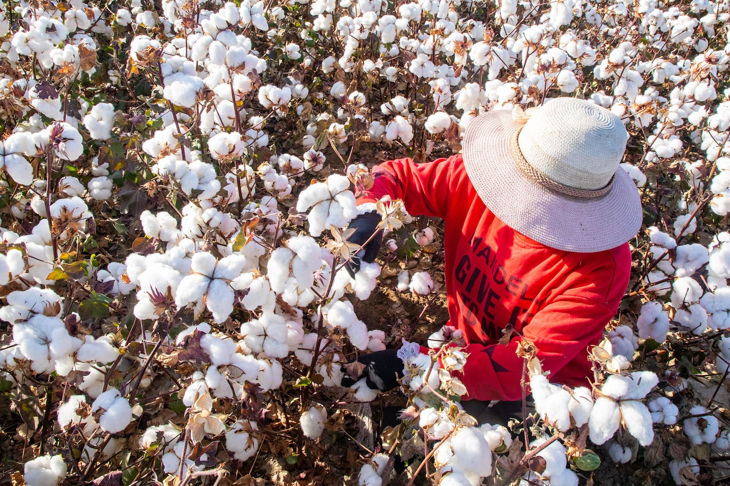 A farmer harvests cotton in Hami, Xinjiang Uighur autonomous region of China. Getty Images.