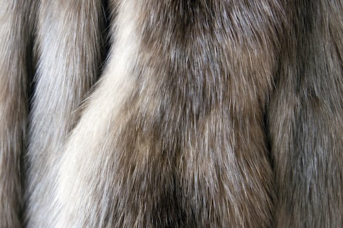 New York Mayor Backs Fur Ban, Displeasing Political Ally in Iowa
