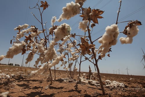 Fashion Needs Climate Survival Strategies