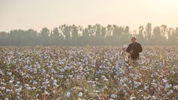 cotton field.