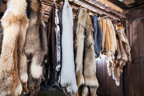 Op-Ed | Fur: A Reality Check